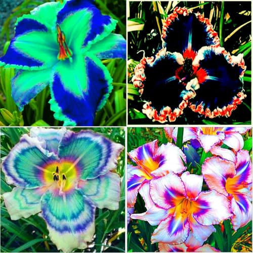 Taglilien,stück,taglilien winterhart mehrjährig,taglilien rhizome,Hemerocallis,Mysteriöse magische Glühbirne.-3stück-J
