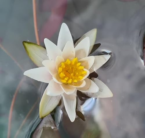 florari Nymphaea Pygmaea Alba - Zwerg-Seerose