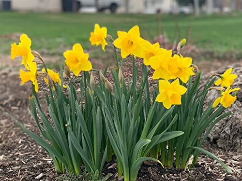 Dutch Master Daffodil 50 Bulbs - 12/14 cm Bulbs