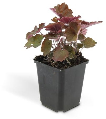 Bodendecker - Purpurglöckchen - Heuchera mic. 'Palace Purple' - 9cm Topf - Set mit 24 Pflanzen