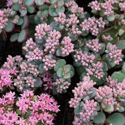 6x Orpin de Siebold – Sedum sieboldii – Godet 9x9cm | Feuilles rondes, fleurs roses
