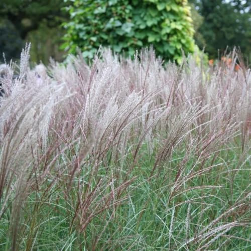 Plant Theory Kleine Silberspinne Chinese Silver Grass Miscanthus Sinensis Outdoor Ornamental Plant 2L Pot