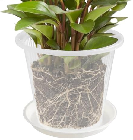 Maceta de malla para orquídeas con agujeros y platillo para trasplantar | Macetas de orquídeas con agujeros | Maceta de orquídeas | Contenedores transparentes para plantas suculentas Phalaenopsis