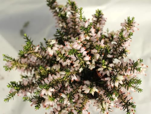 Erica carnea Kathy Winterheide/Heidekraut immergrün und winterhart