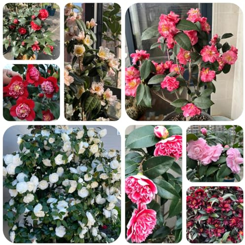 semillas resistentes de la camelia, interior, para balcon, exóticas 12pcs