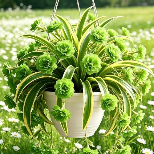 ragno - Chlorophytum comosum balcone d'appartamento esotiche giardino 6piante