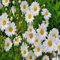 100 semillas de flores de margarita blanca