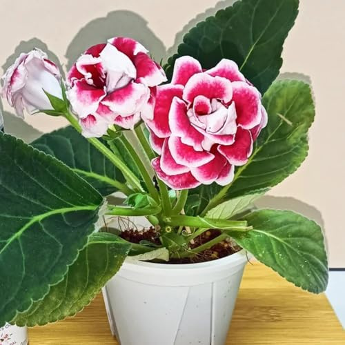 gloxinie winterharte stauden dauerblüher blumensaat blumengarten blumendeko frühlingsblumen pflanzensamen zimmerpflanzen sommerblumen kräuterpflanzen schmetterlingsflieder 300samen