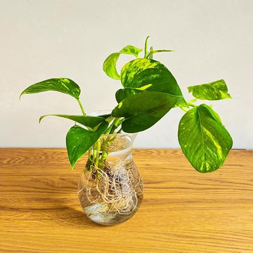 Plantas en Agua - Potus | Hidroponia | Culivo Hidropónico | Estación de propagación de Plantas