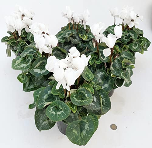 POWERS TO FLOWERS - CICLAMINO A FIORE GRANDE BIANCO, CICLAMINO DA BALCONE, 6 PIANTE, VASO 14CM Diametro, piante vere