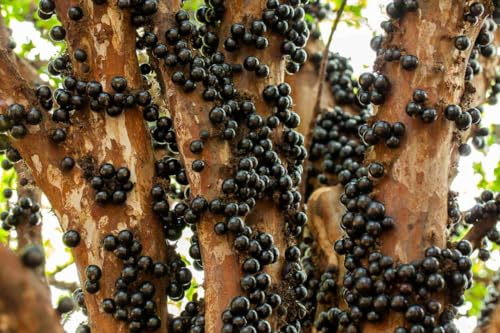 VIVAIO GARDEN FOREST Myrciaria Cauliflora Jabuticaba, Vaso 18 cm | Pianta tropicale rara, Pianta ornamentale ed esotica da collezione, Ideale per interni luminosi, Ideale per spazi protetti