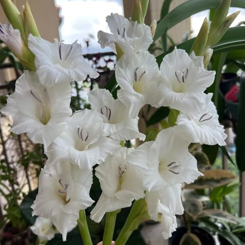 gladiolen balkonpflanzen pflanzenkübel pflanztopf bonsai hochbeet balkon blumenzwiebeln mehrjährig winterhart deko büro hochbeett zimmerpflanzen pflanztöpfe winterharte kübelpflanzen 9zwiebeln