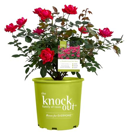 Root 98 Warehouse Knockout Double Red Rose, 1g