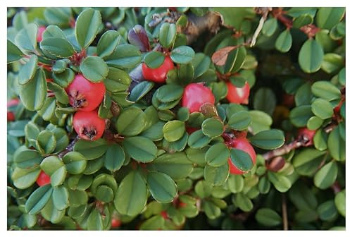 Stauden Gänge 10 x Cotoneaster dammeri 'Stribs Findling' Zwergmispel | Immergrüner Bodendecker für Sonne bis Halbschatten, Blüte Mai bis Juni, mehrjährig, 9x9 cm Topf