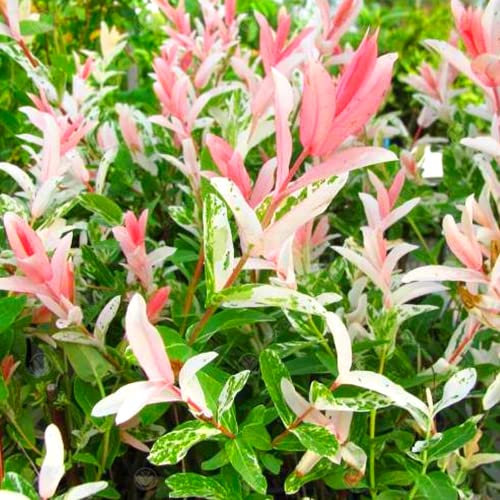 Salix 'Nishiki' | Flamingo Dwarf Willow Tree | Ornamental Tree | 120cm
