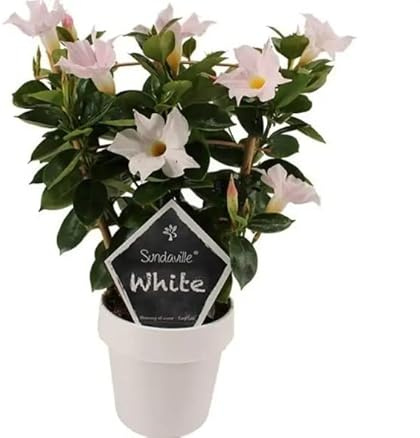 Dipladenia con Flores Blancas Planta Natural Perfecta para Crear una Enredadera