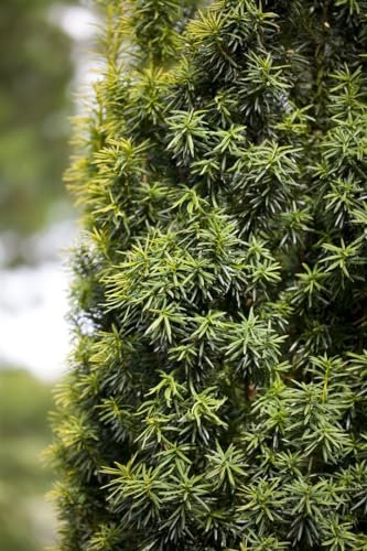 Taxus baccata 50-60 cm – Winterhart, Immergrün, Pflegeleicht – Gewöhnliche Eibe – Heckenpflanze für Garten & Sichtschutz