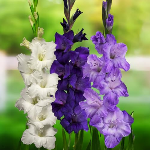 FLORIUM Collection d'oignons glaïeuls violet/bleu/blanc (20 bulbes), mélange exclusif de plantes en provenance de Hollande, 3 variétés/couleurs, décoration pour jardin, balcon (pas de graines, non