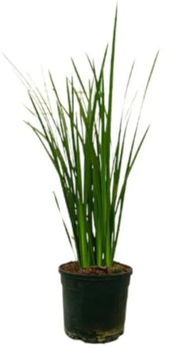 Planta natural Dietes Grandiflora, 50-60 cm. Lirio africano, Fairy iris, Lirio de hadas. Planta perenne con flores grandes blancas y moradas, resistente y decorativa. Segura Garden.