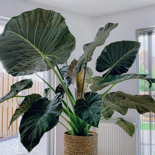 [HGJKYTFCDG] - Oreja de elefante Tubérculos Resistentes - Colocasia esculenta Rizoma para Jardín, Ideal para plantar-4tubérculos-C
