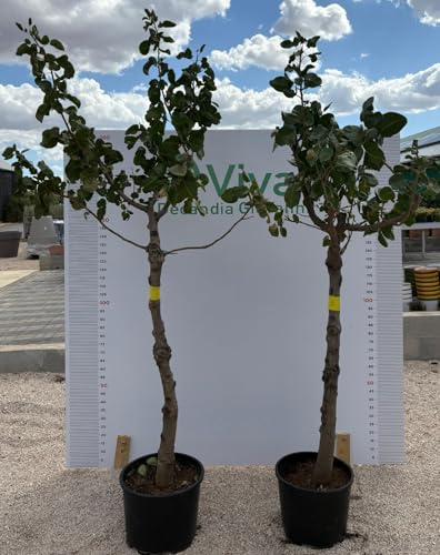 PIANTA DI PISTACCHIO IN VASO 30/33 Var SIRORA DI 8 anni INNESTATA già produttiva