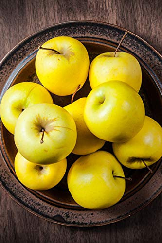 pianta di Melo albero di melo varietà Golden Delicious Età 2 già innestato anni pianta in vaso di mela pianta vera di mela venduta da eGarden.store