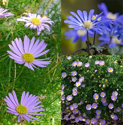 1000+ Samen Blaues Gänseblümchen Brachyscome iberidifolia