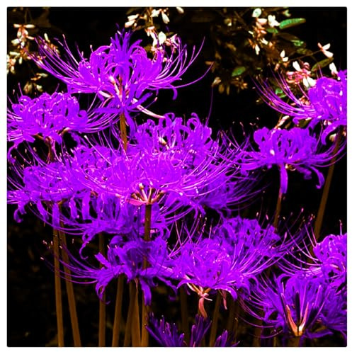 Pétalos Ondulados y Gráciles - Bulbos de Lycoris - Ideal para Naturalizar bajo Árboles-lycoris radiata bulbos-4 Bulbos-E
