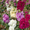 Graines de fleurs mélangées (Matthiola Incana Ten Week Mix) 50 + graines