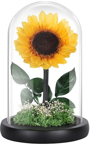 MAMAMIKO Girasoli Stabilizzati in Campana di Vetro – Fiori Reali Eterni Che Durano 5 Anni, Fiori Eterni Regalo per Donna, Moglie, Fidanzata, Laurea, Compleanno, Anniversario