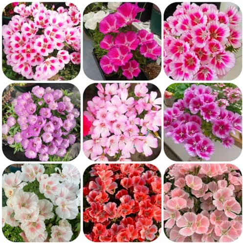 semillas de azalea de verano decorativas resistentes para balcón azalea verano cortadas jardín rocas resistentes macizo con orgánicas raras, 200pcs