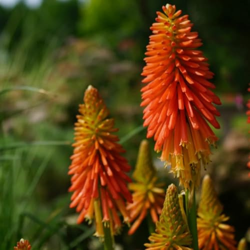 semi di giglio torcia, semi di Kniphofia uvaria, rustiche per balconi resistenti varietà antiche 10pcs
