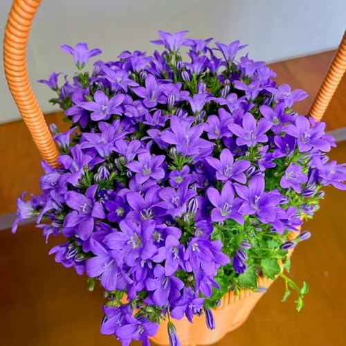 glockenblumen mehrjährig - bodendecker winterhart alte sorten gartendeko 250samen