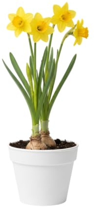 Narciso DECOALIVE Planta de Exterior con Flores Aromáticas y Toque Primaveral Todo el Año