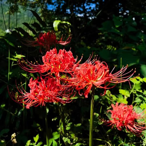 bulbos lirio araña de interior exóticas jardín de prado balcón camas elevadas decorativas bonsái interior bancal elevado Lycoris Radiata 3pcs