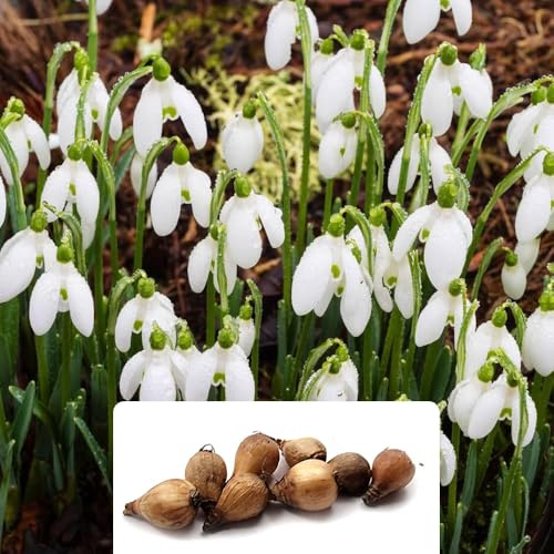 8 Snowdrops Bulbs - Fragrant White Flowers, RHS Award Winner, Perennial Beauty, Naturalizes Well, Pollinator-Friendly – Cultivated for UK Climate Conditions
