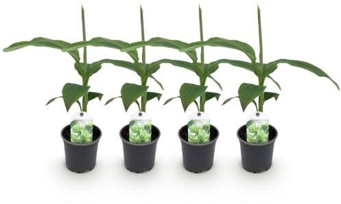 GreenboutiQ - Obstpflanze - Bananenpflanze - Musa Basjoo - Winterhart - 4 Pflanzen - Topf 12cm Höhe 30cm