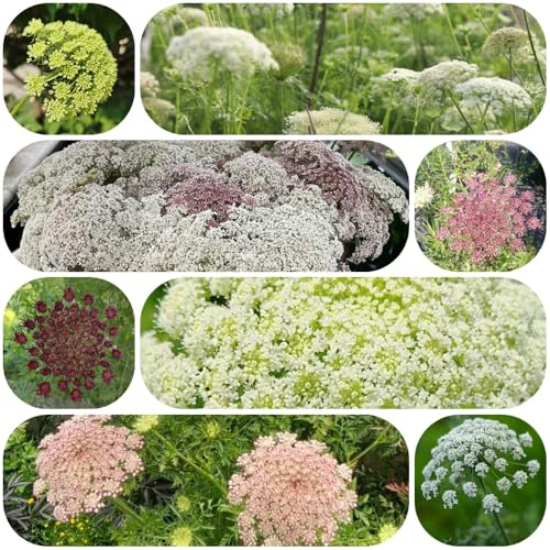 semillas de zanahoria silvestre interior perenne resistente jardín suelo para balcón 250pcs