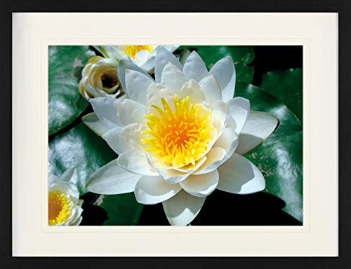 1art1 Blumen Poster Weiße Seerose Blüte Gerahmtes Bild Mit Edlem Passepartout | Wand-Bilder | Im Bilderrahmen 80x60 cm