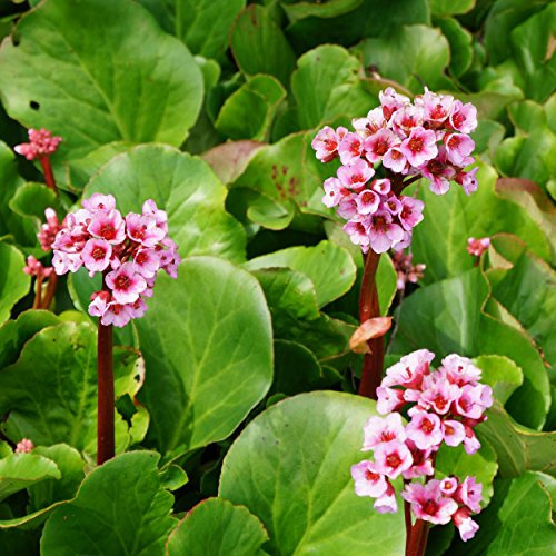 Blumixx Stauden Bergenia Hybride 'Herbstblüte' – Hellrosa blühende Bergenie mit dekorativer Herbstfärbung, winterhart & pflegeleicht, ideal für Beete & Rabatten
