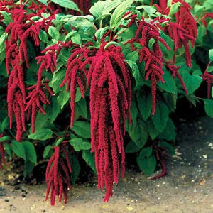 AMARANTO CODA DI VOLPE ROSSO NR.200 SEMI
