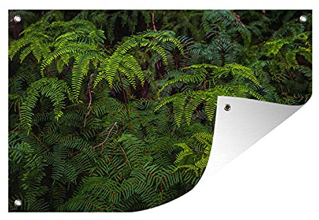 MuchoWow Outdoor-Poster Poster Wanddeko draußen Deko Garten Gartenposter 120x80 cm Farne auf dunklem Hintergrund