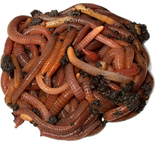 Wormi Vermi Live Axolotl Food, Premium Dendrobaena Worms, 100g