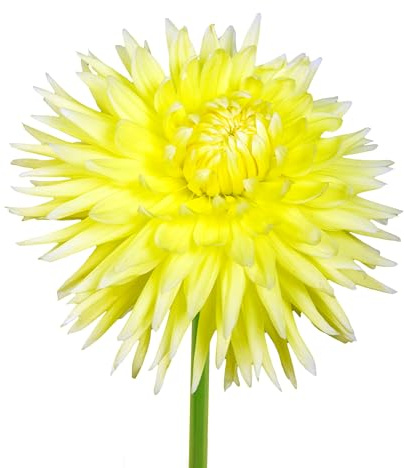 Bulbes de Dahlias 7 x 'Bilbao' - The Bulb Farmers - Été - Cultivé aux Pays-Bas -Bulbes de Dahlias -Bulbes à fleurs