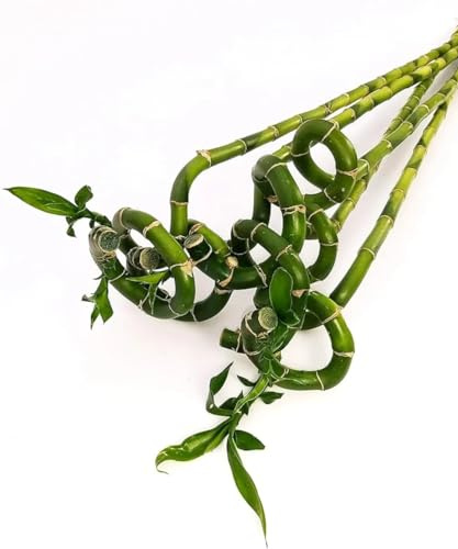 POWERS TO FLOWERS - LUCKY BAMBOO, 8 PEZZI LUNGHEZZA 80CM A SPIRALE, Pianta Vera