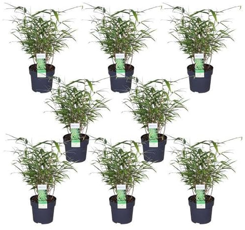 Schirmbambus Fargesia rufa – 8er-Set – ca. 40cm hoch Ø14cm – Immergrüner, horstbildender Bambus – Für Sichtschutz, Balkon & Garten