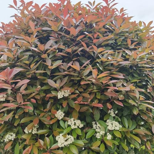 Semi di nespolo rosso pettirosso, Le da giardino sono resistenti di Photinia Fraseri Red Robin, arbusti da resistenti all'esterno giardino 600pcs