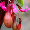 Haloppe 50 Pz Nepenthes Piante Semi Per La Piantagione Del Giardino Domestico, Nepenthes Semi Tropicali Con Sacchetto Semi Di Piante Carnivore Rosso