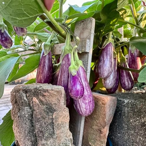 semillas de berenjena balcón semillas de jardín berenjena orgánicas trepadoras resistentes tradicionales 800pcs