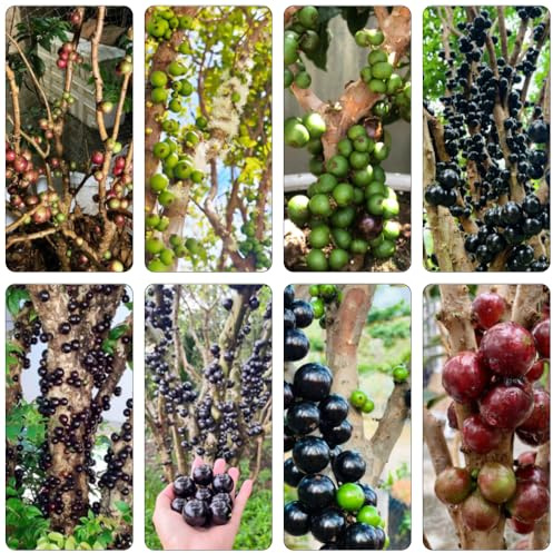 jabuticaba bonsái colonnario da interni Letti elevati giardino nano spalla semi da giardino 100pcs